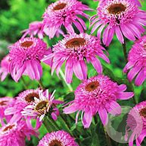 Echinacea p. 'Pink Double Delight' GM P9