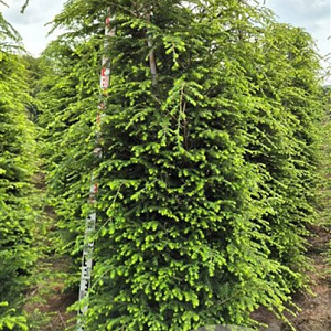 Tsuga canadensis 200-225 cm draadkluit extra