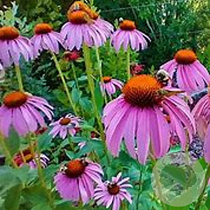 Echinacea p. 'Robert Bloom' GM P9