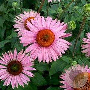 Echinacea p. 'Ruby Giant' GM P9