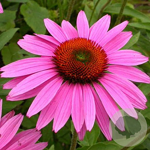 Echinacea p. 'Ruby Giant' GM P9