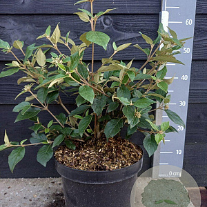 Viburnum 'Eskimo' 40-50 cm 7,5L