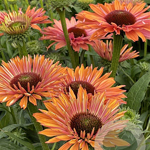 Echinacea Sunseekers Rainbow GM P9