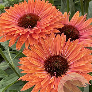 Echinacea Sunseekers Rainbow GM P9