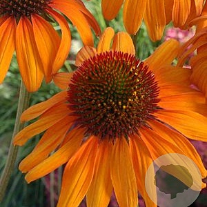 Echinacea 'Tiki Torch' GM P9