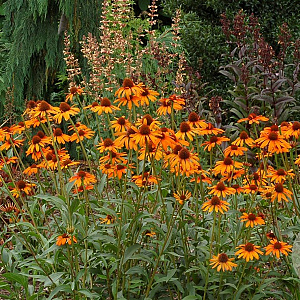 Echinacea 'Tiki Torch' GM P9