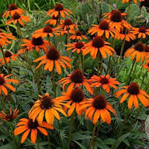 Echinacea 'Tiki Torch' GM P9