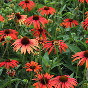 Echinacea 'Tomato Soup' GM P9