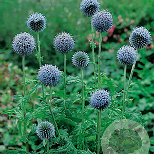Echinops bannaticus GM P9