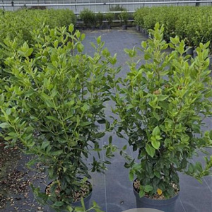 Viburnum tinus 80-100 cm 10L