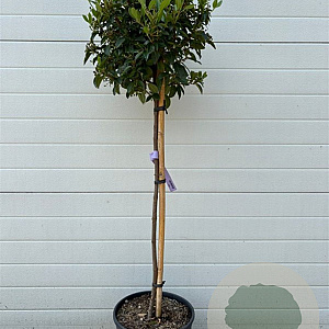 Viburnum tinus 80 cm stam 15L
