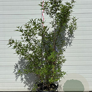 Vitex agnus-castus 100-120 cm container