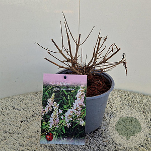 Vitex agnus-castus 'Albus' 15-20 cm 3,0L