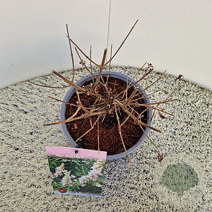 Vitex agnus-castus 'Albus' 15-20 cm 3,0L