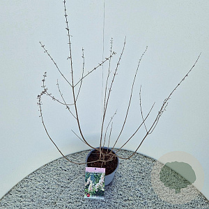 Vitex agnus-castus 'Albus' 40-50 cm 3,0L