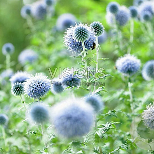 Echinops bannaticus 'Blue Glow' GM P9
