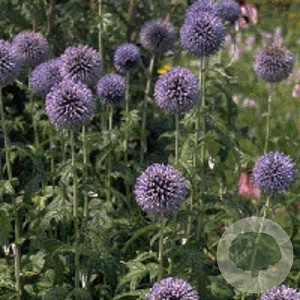 Echinops bannaticus 'Taplow Blue' GM P9