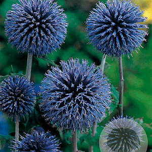 Echinops bannaticus 'Taplow Blue' GM P9