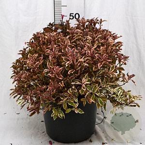 Weigela florida All Summer Monet 50-70 cm 12L