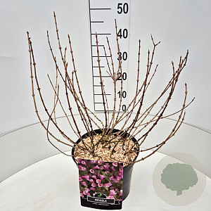 Weigela florida 'Nana Purpurea' 40-50 cm 10L