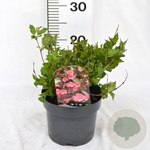 Weigela 'Minuet' 30-40 cm 2,0L