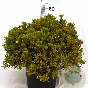 Weigela Picobella Bianco 40-50 cm 12L