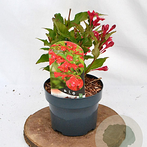 Weigela 'Red Prince' 30-40 cm 2,0L