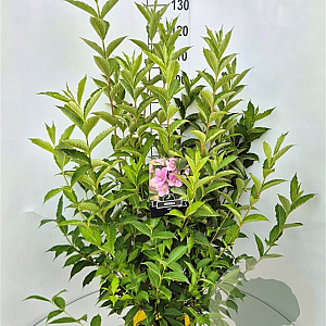 Weigela 'Rosea' 100-120 cm 10L
