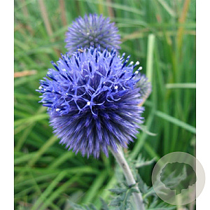Echinops ritro GM P9