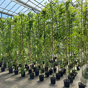 Wisteria brach. 'Iko-yama-fuji' 250-300 cm 9L met stok