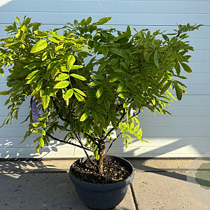 Wisteria sinensis 'Prolific' 50-60 cm container