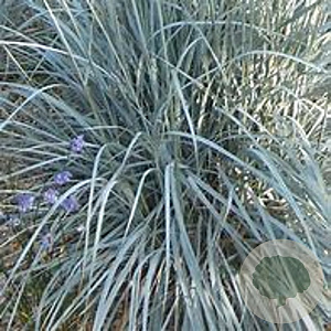 Elymus magellanicus GM P9