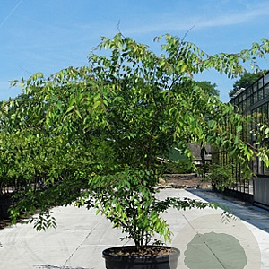 Zelkova serrata 150-175 cm 40L meerstammig