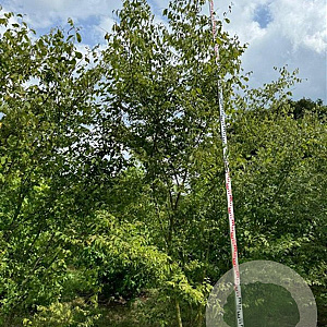 Zelkova serrata 350-400 cm draadkluit meerstammig