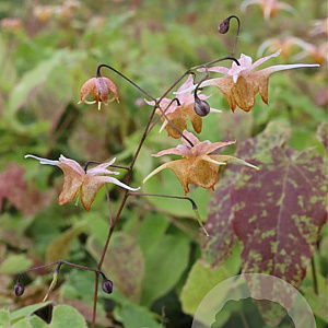 Epimedium 'Amber Queen' GM P9