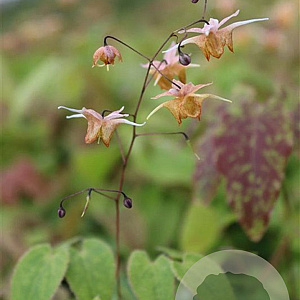 Epimedium 'Amber Queen' GM P9