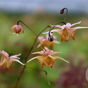 Epimedium 'Amber Queen' GM P9