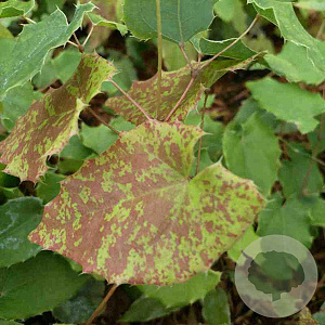 Epimedium 'Amber Queen' GM P9