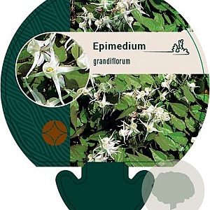 Epimedium grandiflorum GM P9