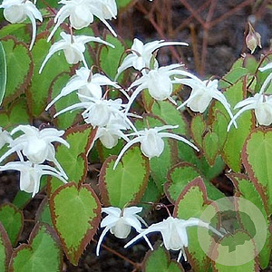 Epimedium grandiflorum GM P9