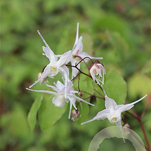 Epimedium grandiflorum GM P9