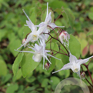 Epimedium grandiflorum GM P9