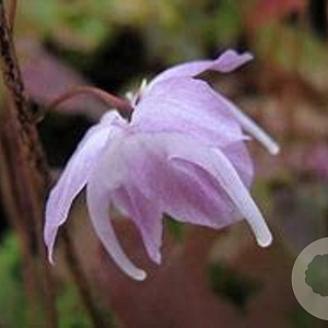 Epimedium gr. 'Sasaki' GM P9