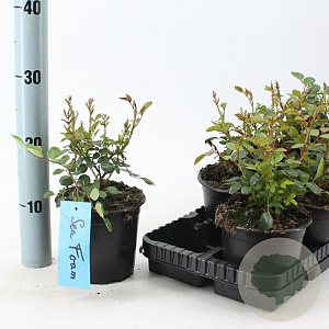 Rosa (H) 'Sea Foam' 10-15 cm C1.5