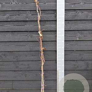 Actinidia purpurea 150-175 cm vierkant rond 5,5L