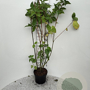 Cornus alba 100-125 cm 5,0L