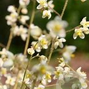 Epimedium pubigerum GM P9