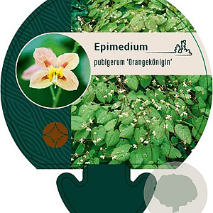 Epimedium pubigerum 'Orangekönigin' GM P9