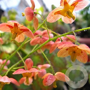 Epimedium pubigerum 'Orangekönigin' GM P9