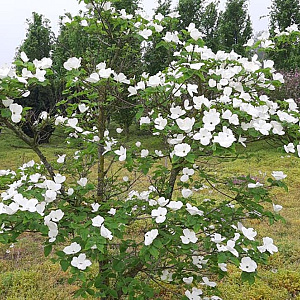 Cornus 'Ascona' 300-350 cm cont. 230L meerstammig